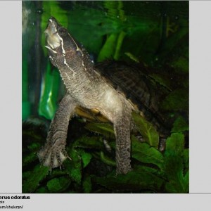 sternotherus odoratus laurent lebois www flickr comcheloran 001 med