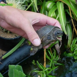 sternotherusodoratus2