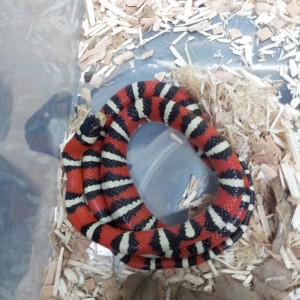 Lampropeltis pyromelana woodini