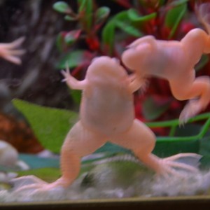 166 Que viene el mastodonte