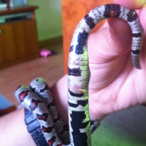 bulto y cloaca sobresalida