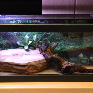 Proceso de acuaterrario