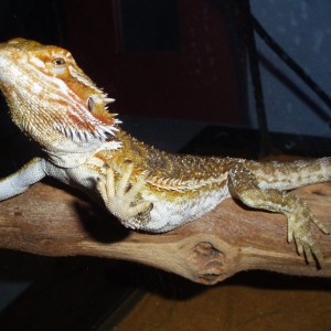 322899 3082792208264 1279917145 o