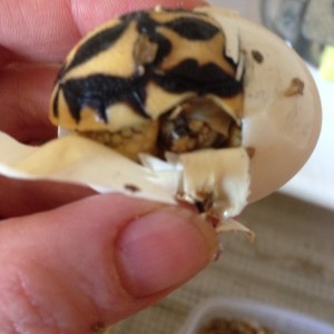 Nacimiento de G. Elegals