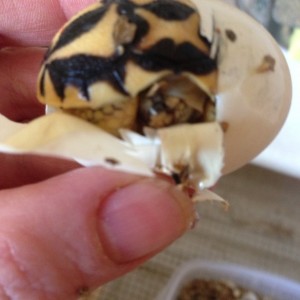 Nacimiento de G. Elegans