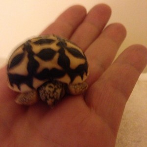 Nacimiento de G.Elegans