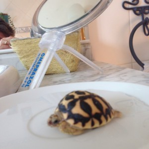 Nacimiento de G. Elegans