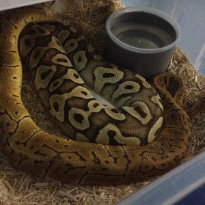 copula Female butter pastel x male lemon blast