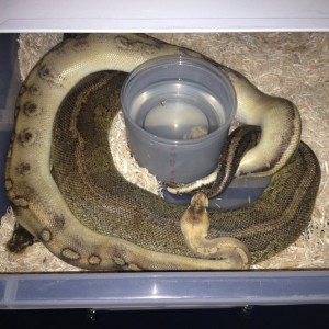 Paradox black pewter female x Champagne male