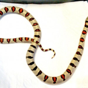 L.m.greeri light macho