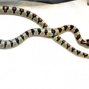 L.m.greeri light hembra