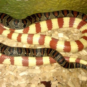 Copula mex mex x ruthveni albina