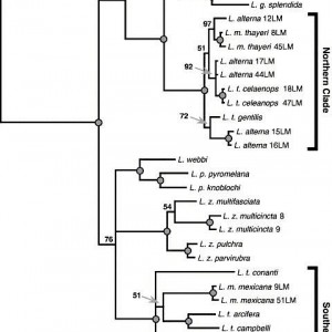 Filogenia Lampropeltis