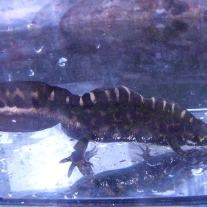 Triturus marmoratus.