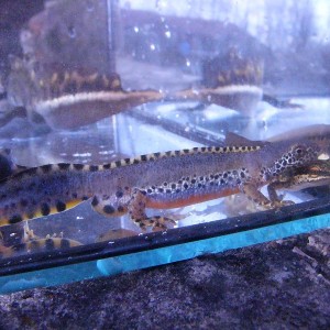 Ichthyosaura alpestris cyreni