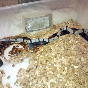 Copula L.alterna x L.m.thayeri