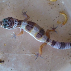 gecko (1)