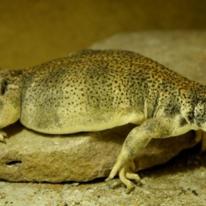 hembra thomasi gra 2013