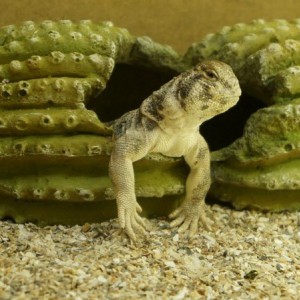 hembra thomasi gra2 2013