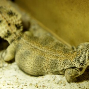 hembra thomasi gra3 2013