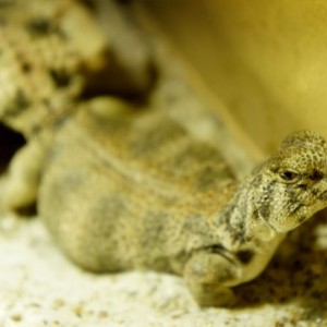 hembra thomasi gra4 2013