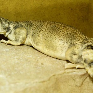 hembra thomasi gra5 2013