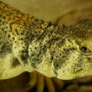 hembra thomasi gra6 2013