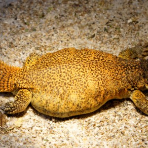 Hembra acanthinura 2013 gra04