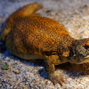 Hembra acanthinura 2013 gra05