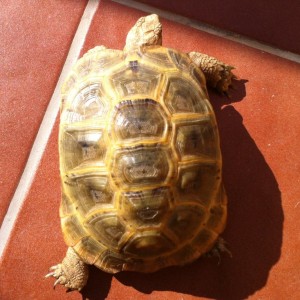 Testudo Graeca Golden