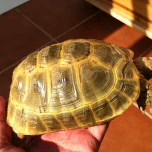 Testudo Graeca Golden