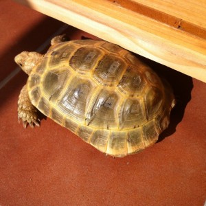 Testudo Graeca Golden