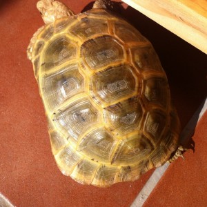 Testudo Graeca Golden
