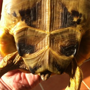 Testudo Graeca Golden