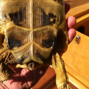 Testudo Graeca Golden