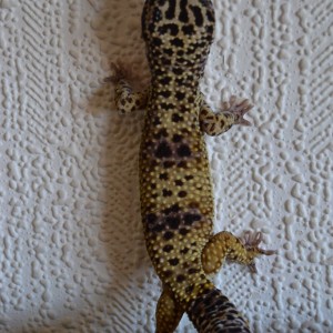 Gusi, mi machito Giant