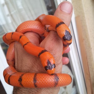 L.t. hondurensis Extrem Hypo