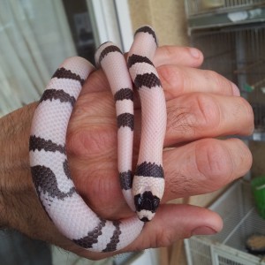 L.t. hondurensis Ghost macho