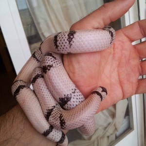 L.t. hondurensis Ghost hembra