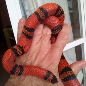 L.t. hondurensis tangerina hembra