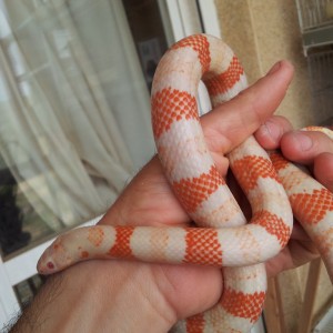 l.t. hondurensis albina macho