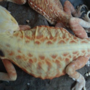 dibujo silback hembra