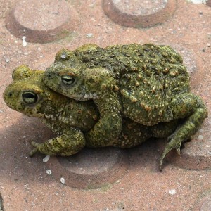 amplexo sapos corredores