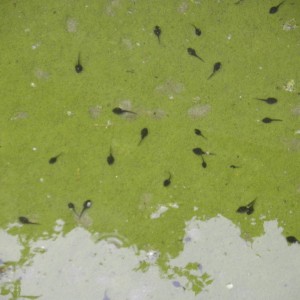 Renacuajos de sapo corredor