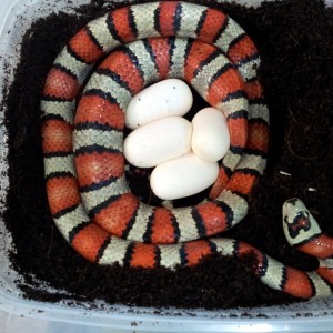 Lampropeltis mexicana thayeri