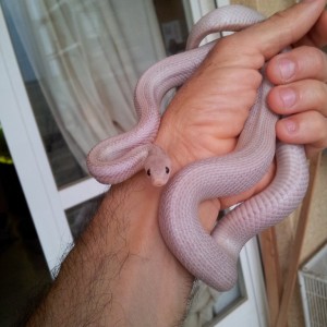 Guttata hypo lavender, het. amel.