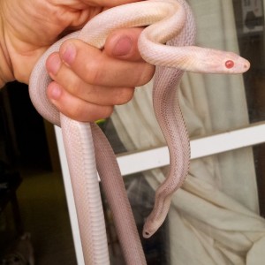 Pareja hypo opal e hypo lavender