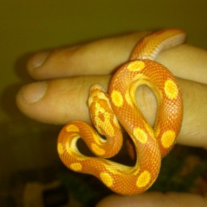 que os parece, tengo un dilema :(