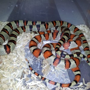 Pareja L. mexicana thayeri