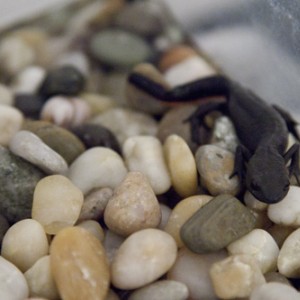 Triton vientre de fuego